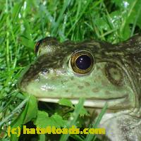 /home//u458753944/public_html/sourcegallery//Frogs/More bullfrogs/P6020084.JPG